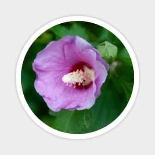 Pink hibiscus flower Magnet